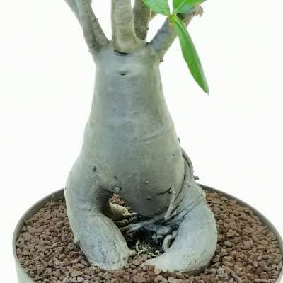 Adenium obesum - Giromagi