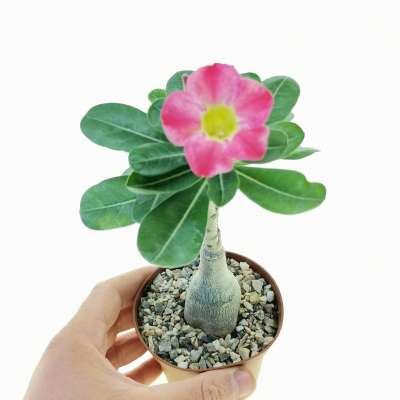 Adenium obesum 'Scarlet Kiss'