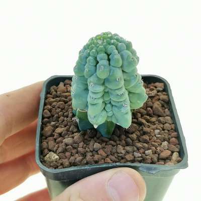 Myrtillocactus geometrizans cv. 'Glorp'