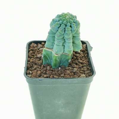 Myrtillocactus geometrizans cv. 'Glorp' - Giromagi