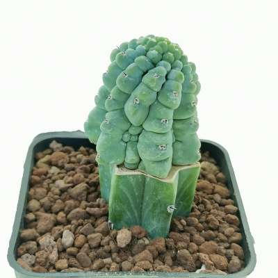 Myrtillocactus geometrizans cv. 'Glorp' - Giromagi