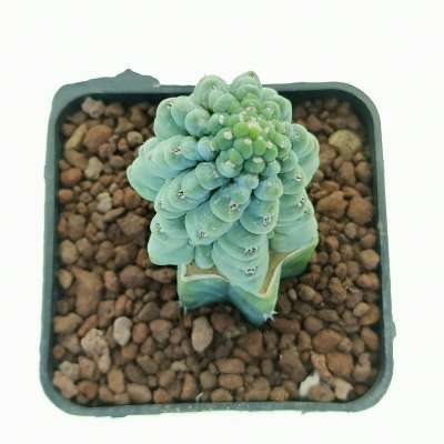 Myrtillocactus geometrizans cv. 'Glorp' - Giromagi