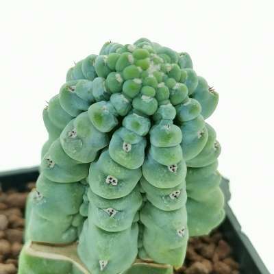 Myrtillocactus geometrizans cv. 'Glorp' - Giromagi