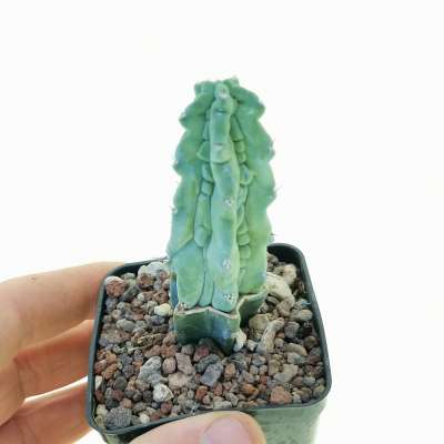 Myrtillocactus geometrizans cv. Grecas