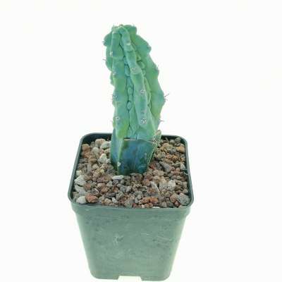 Myrtillocactus geometrizans cv. Grecas - Giromagi