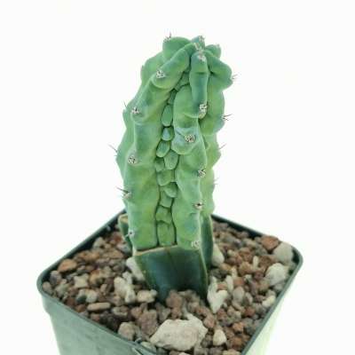 Myrtillocactus geometrizans cv. Grecas - Giromagi