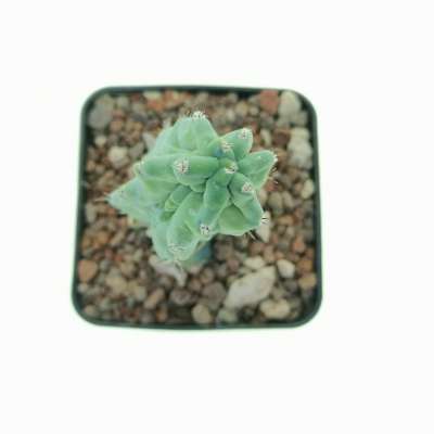 Myrtillocactus geometrizans cv. Grecas - Giromagi