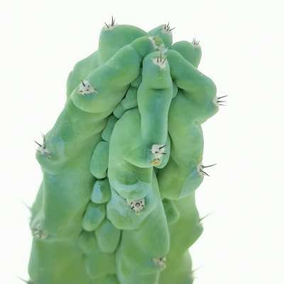 Myrtillocactus geometrizans cv. Grecas - Giromagi