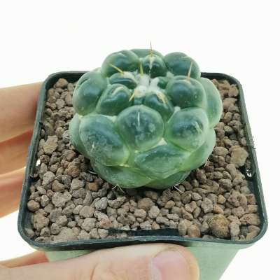 Coryphantha elephantidens cv. Tanshi Zougemaru inermis (Rare plant)