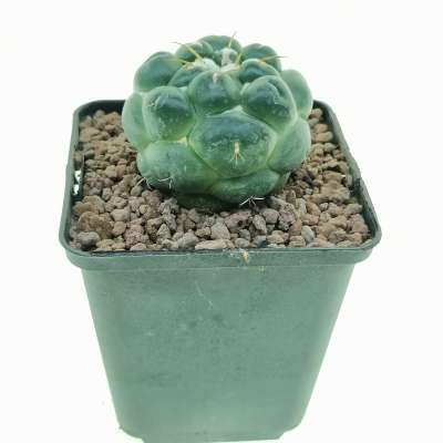 Coryphantha elephantidens cv. Tanshi Zougemaru inermis (Rare plant) - Giromagi