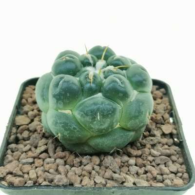 Coryphantha elephantidens cv. Tanshi Zougemaru inermis (Rare plant) - Giromagi