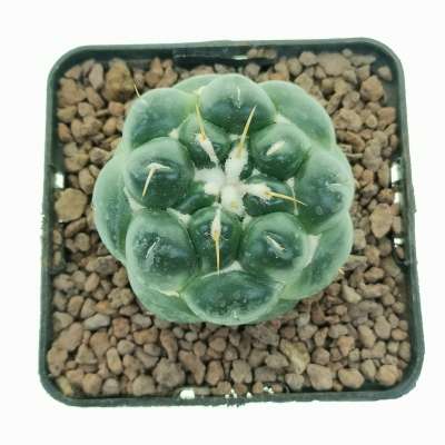Coryphantha elephantidens cv. Tanshi Zougemaru inermis (Rare plant) - Giromagi