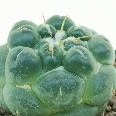 Coryphantha elephantidens cv. Tanshi Zougemaru inermis (Rare plant) - Giromagi