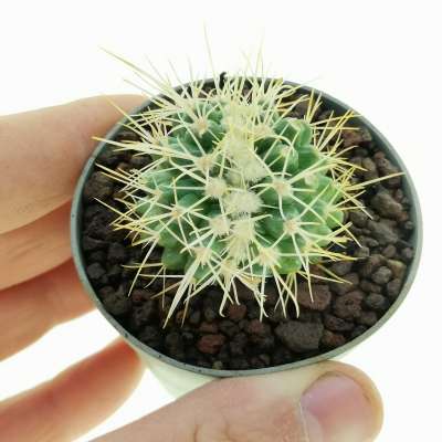 Echinocactus grusonii f. crestata (Cuscino della suocera)