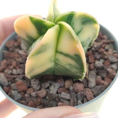 Astrophytum myriostigma var. nudum f. variegata