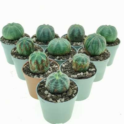 Euphorbia obesa (Rare form) 10 pcs. - Giromagi