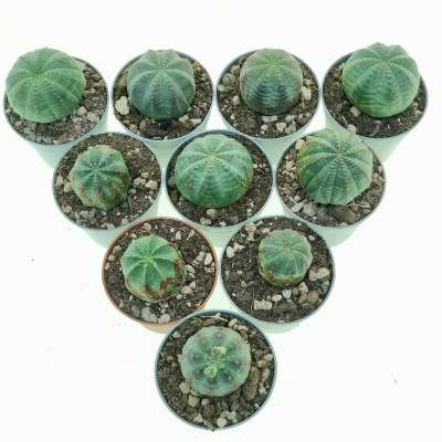 Euphorbia obesa (Rare form) 10 pcs. - Giromagi