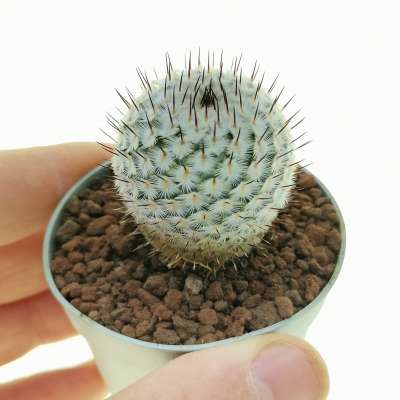 Mammillaria perezdelarosae subs. andersoniana VM698
