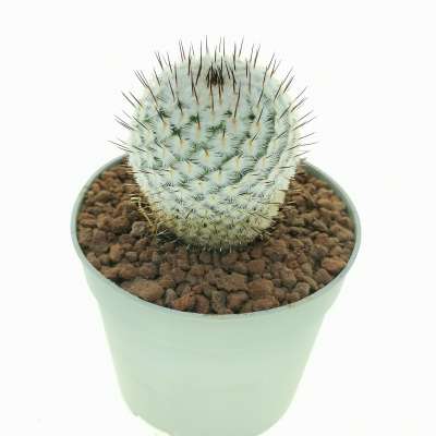 Mammillaria perezdelarosae subs. andersoniana VM698 - Giromagi