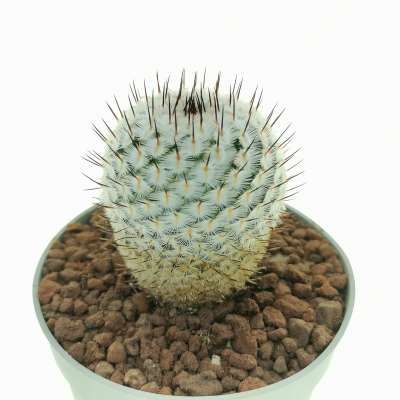 Mammillaria perezdelarosae subs. andersoniana VM698 - Giromagi
