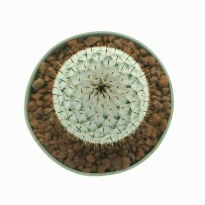 Mammillaria perezdelarosae subs. andersoniana VM698 - Giromagi