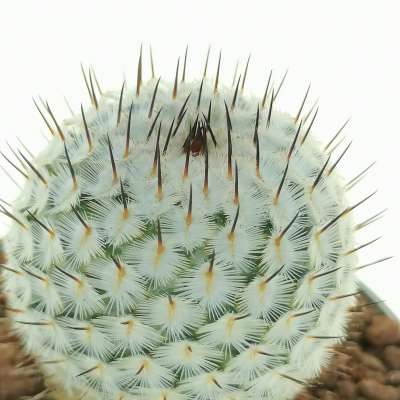 Mammillaria perezdelarosae subs. andersoniana VM698 - Giromagi