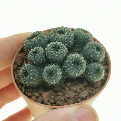 Frailea castanea obscura