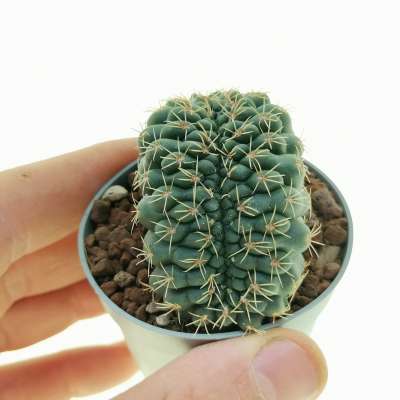 Gymnocalycium baldianum f. crestata