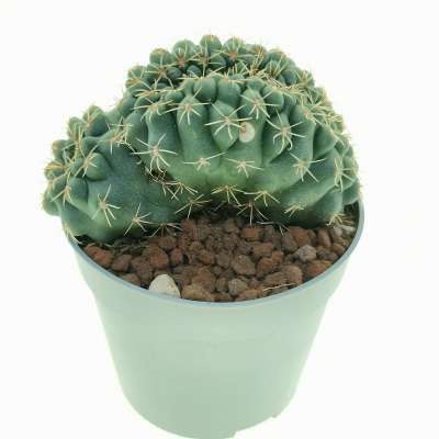 Gymnocalycium baldianum f. crestata - Giromagi