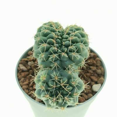 Gymnocalycium baldianum f. crestata - Giromagi