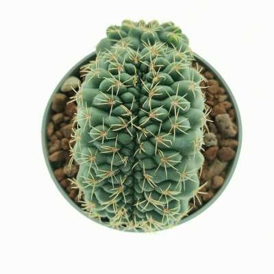 Gymnocalycium baldianum f. crestata - Giromagi