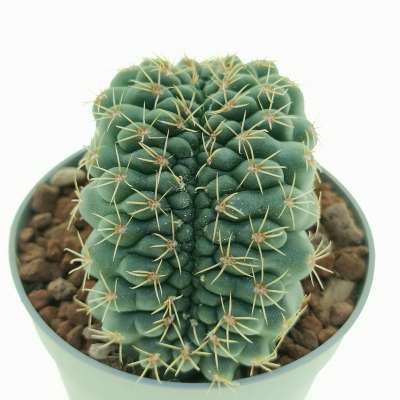 Gymnocalycium baldianum f. crestata - Giromagi