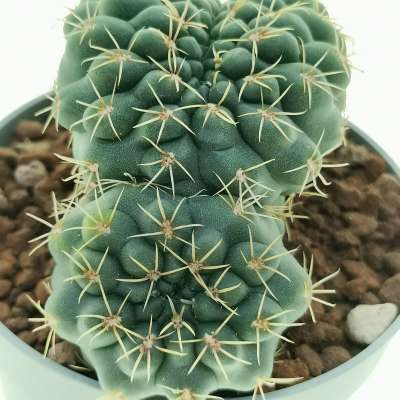 Gymnocalycium baldianum f. crestata - Giromagi