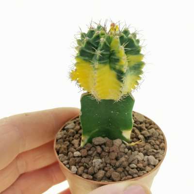 Gymnocalycium mihanovichii f. variegata 'Yellow Tiger'