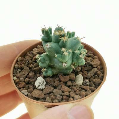 Coryphantha macromeris subs. runyonii f. compacta