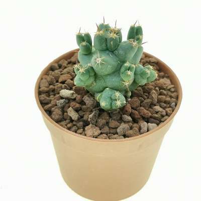 Coryphantha macromeris subs. runyonii f. compacta - Giromagi