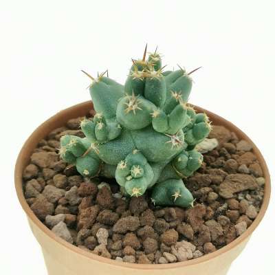 Coryphantha macromeris subs. runyonii f. compacta - Giromagi
