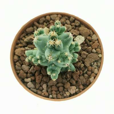 Coryphantha macromeris subs. runyonii f. compacta - Giromagi