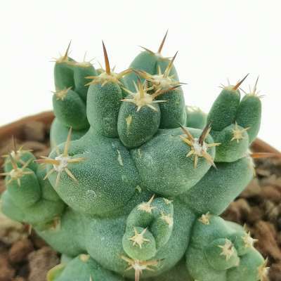 Coryphantha macromeris subs. runyonii f. compacta - Giromagi