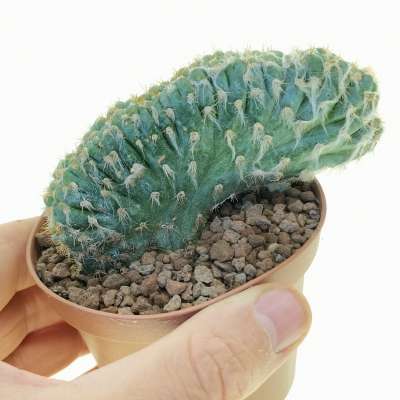 Pilosocereus leucocephalus f. crestata