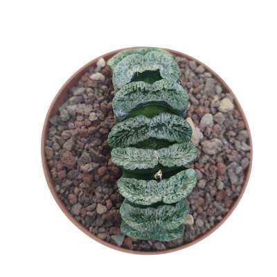 Haworthia truncata cv. 'Genbu' - Giromagi