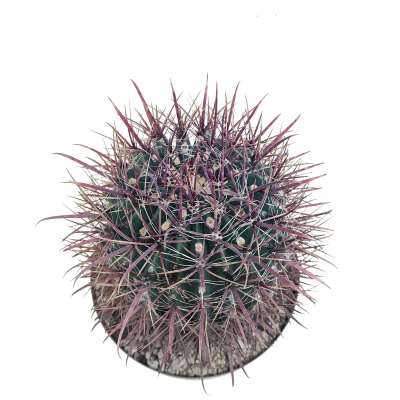 Ferocactus wislizeni subs. herrerae (Old plant) - Giromagi