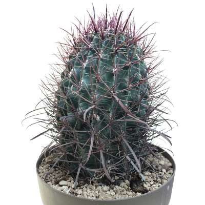 Ferocactus wislizeni subs. herrerae (Old plant)