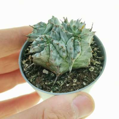 Euphorbia horrida var. Alba f. politomica
