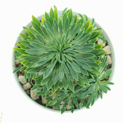 Euphorbia Sotesu-Kirin - Giromagi