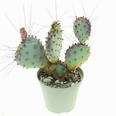 Opuntia macrocentra 'Santa Rita' - Giromagi
