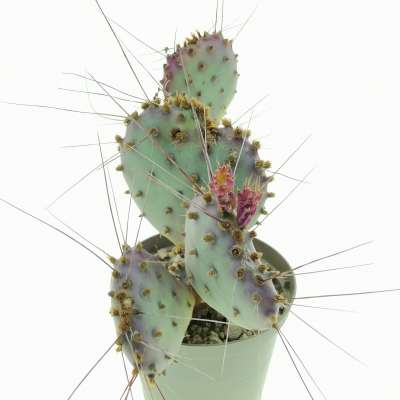 Opuntia macrocentra 'Santa Rita' - Giromagi