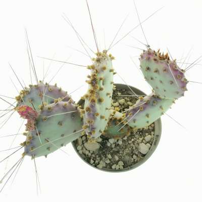 Opuntia macrocentra 'Santa Rita' - Giromagi