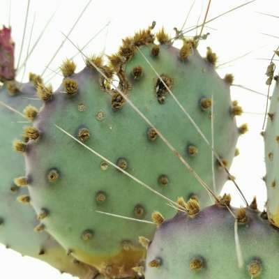 Opuntia macrocentra 'Santa Rita' - Giromagi