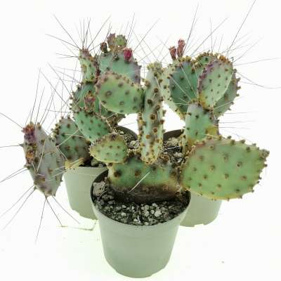 Opuntia macrocentra 'Santa Rita' - Giromagi